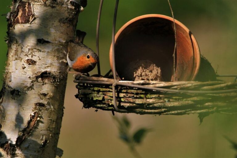 5 tips om meer vogels in je tuin of rondom je huis te krijgen Blote